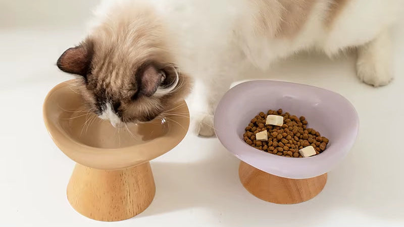 Cat Raised Tilted Food Water Bowl Pet Dogs Elevated Drinking Eating Bowls with Wooden Stand Puppy Kitten Feeding Supplies